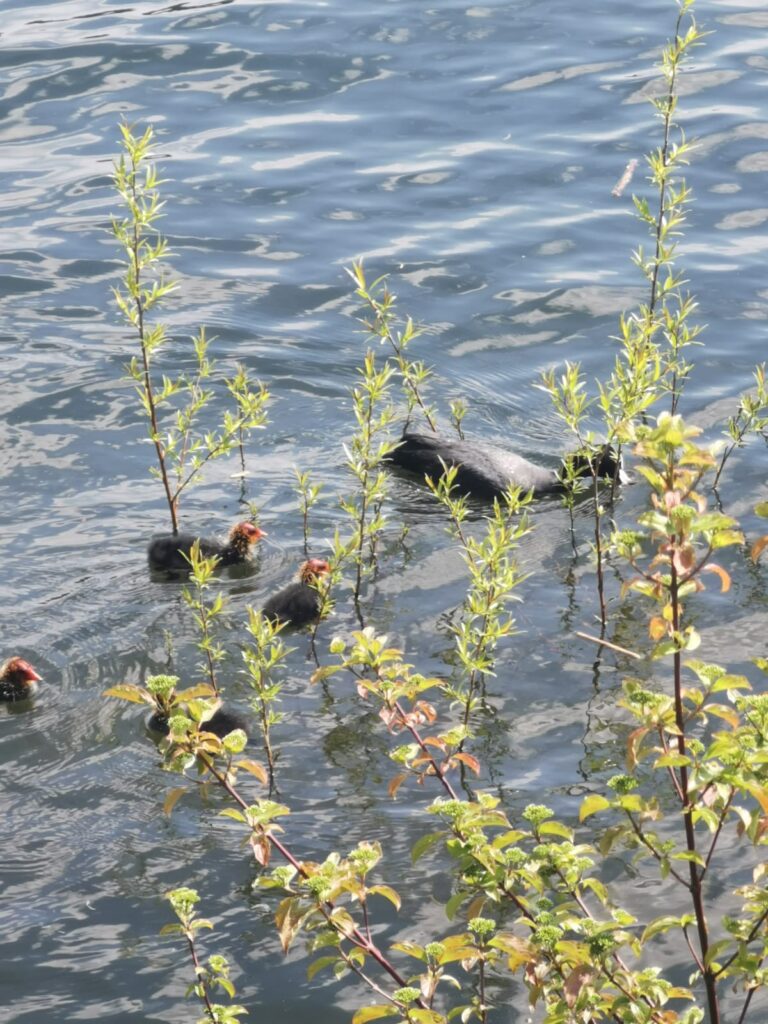 Enten am Edersee.